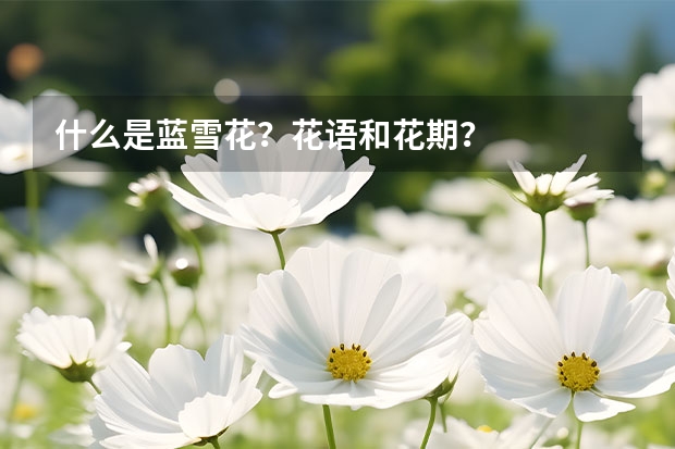 什么是蓝雪花？花语和花期？