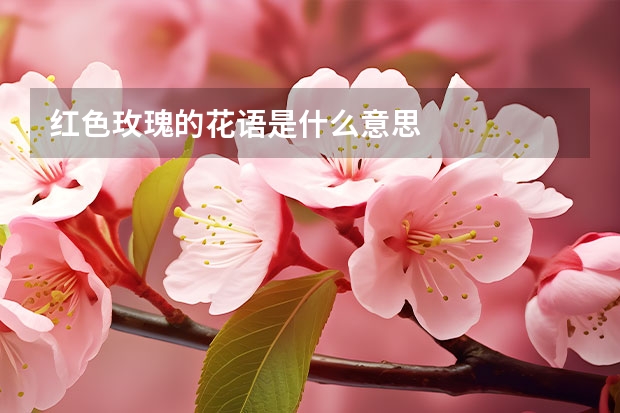 红色玫瑰的花语是什么意思