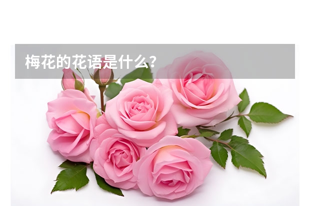 梅花的花语是什么？