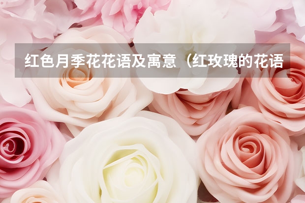 红色月季花花语及寓意（红玫瑰的花语和寓意）