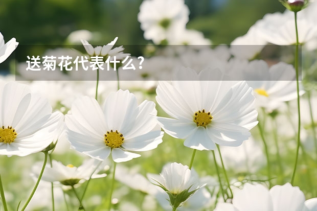 送菊花代表什么?