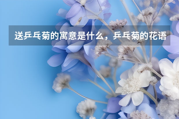 送乒乓菊的寓意是什么，乒乓菊的花语是什么