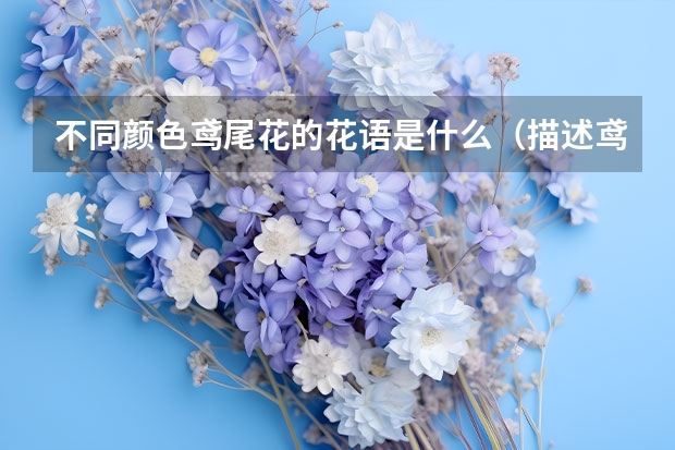 不同颜色鸢尾花的花语是什么（描述鸢尾花的象征及寓意）