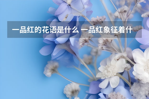 一品红的花语是什么 一品红象征着什么