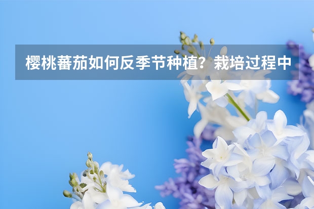 樱桃蕃茄如何反季节种植？栽培过程中有哪些技术？