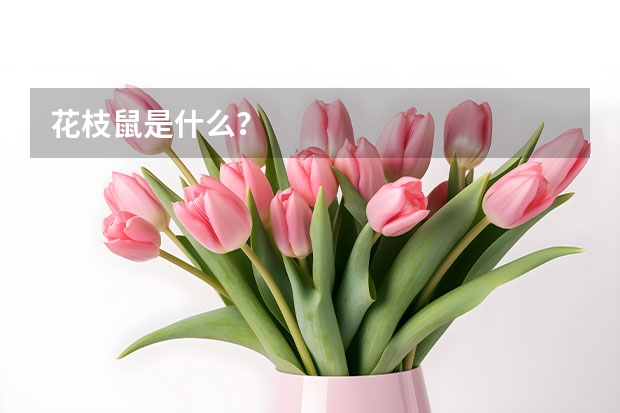 花枝鼠是什么？