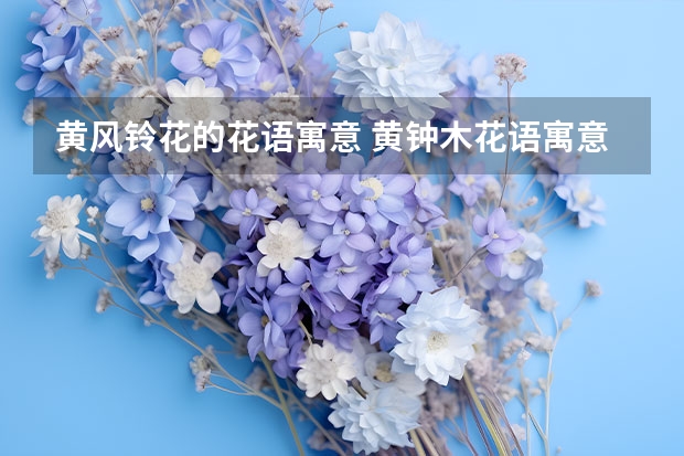 黄风铃花的花语寓意 黄钟木花语寓意