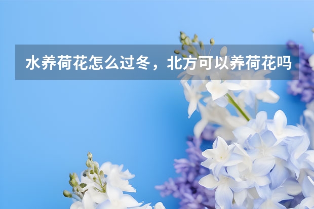 水养荷花怎么过冬，北方可以养荷花吗