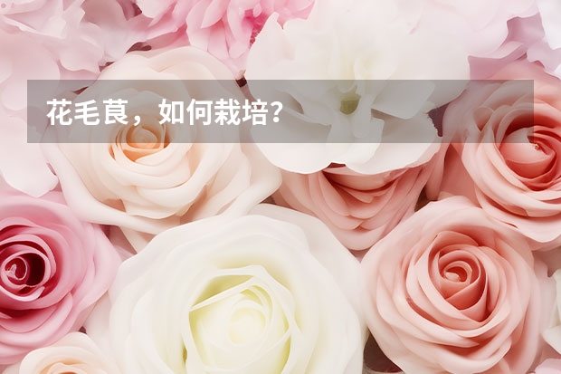 花毛茛，如何栽培？