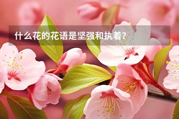 什么花的花语是坚强和执着？