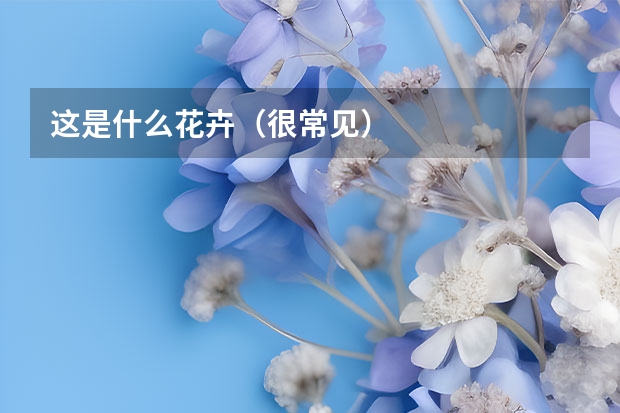 这是什么花卉（很常见）