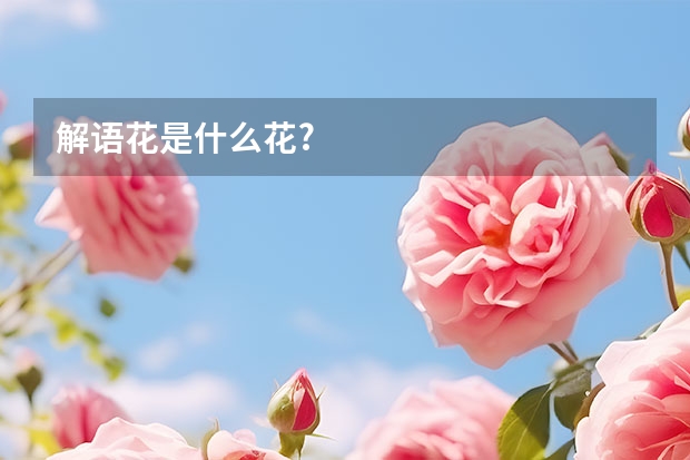 解语花是什么花?