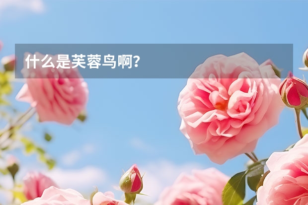 什么是芙蓉鸟啊？