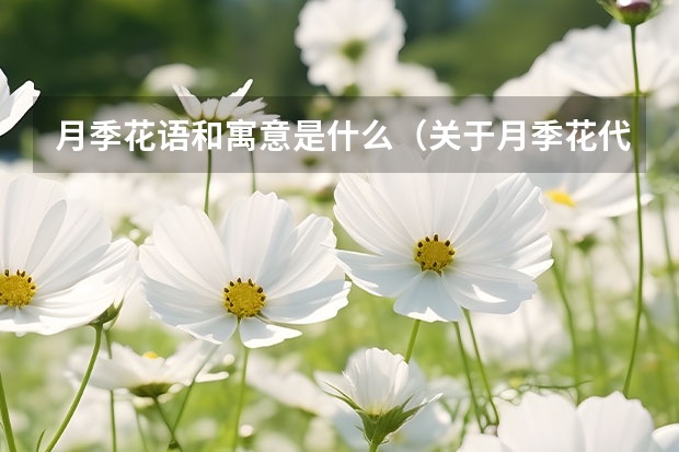 月季花语和寓意是什么（关于月季花代表的含义）