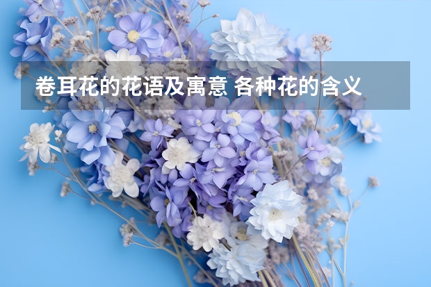 卷耳花的花语及寓意 各种花的含义