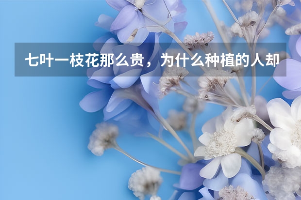 七叶一枝花那么贵，为什么种植的人却很少？