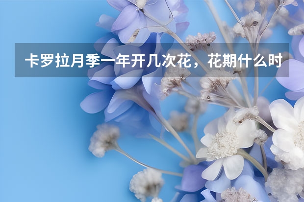 卡罗拉月季一年开几次花，花期什么时候