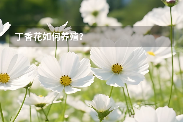 丁香花如何养殖？