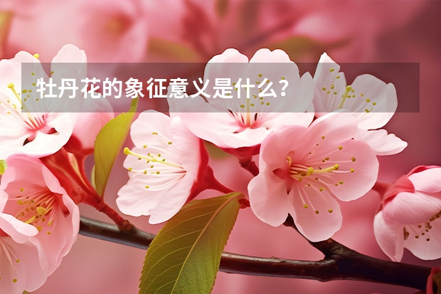 牡丹花的象征意义是什么？