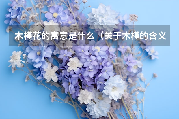 木槿花的寓意是什么（关于木槿的含义）