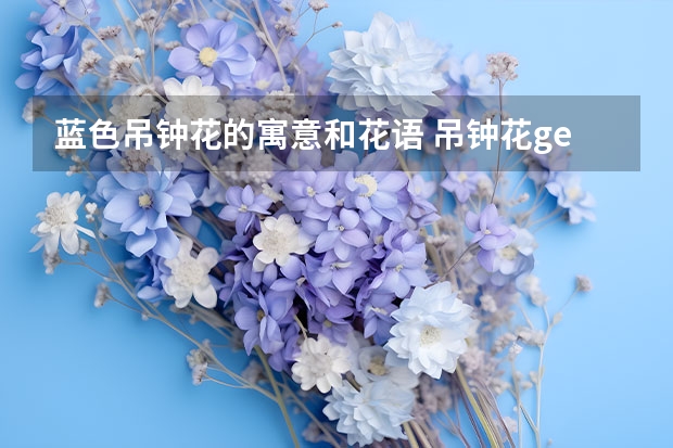 蓝色吊钟花的寓意和花语 吊钟花ge花语,传说,....