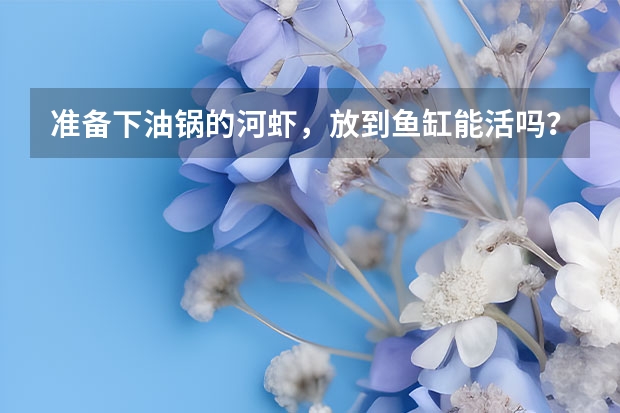 准备下油锅的河虾，放到鱼缸能活吗？