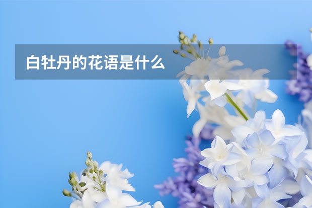 白牡丹的花语是什么