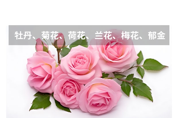 牡丹、菊花、荷花、兰花、梅花、郁金香都象征什么意义啊？