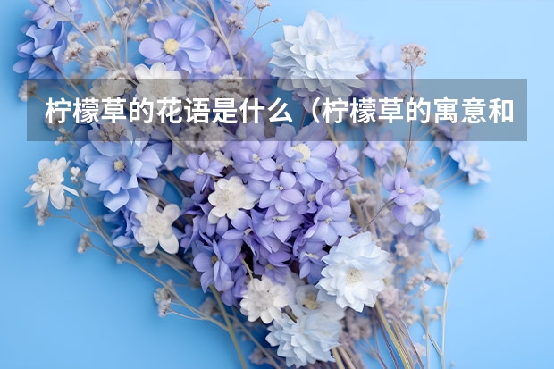 柠檬草的花语是什么（柠檬草的寓意和象征）