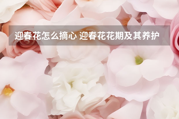 迎春花怎么摘心 迎春花花期及其养护