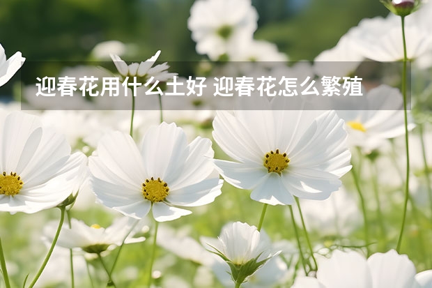 迎春花用什么土好 迎春花怎么繁殖