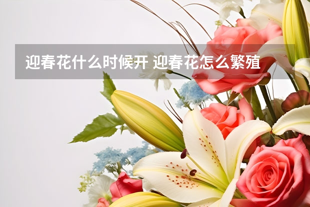 迎春花什么时候开 迎春花怎么繁殖