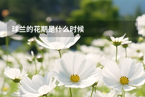 球兰的花期是什么时候