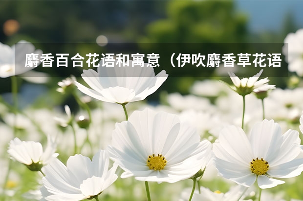 麝香百合花语和寓意（伊吹麝香草花语）