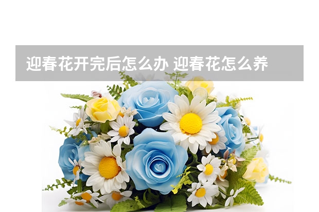 迎春花开完后怎么办 迎春花怎么养