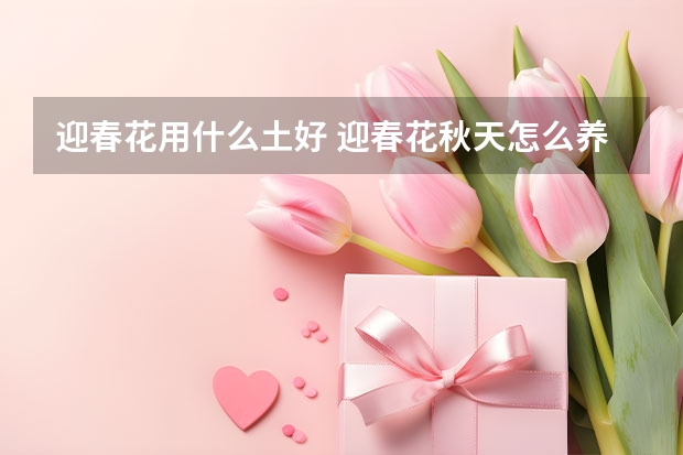 迎春花用什么土好 迎春花秋天怎么养