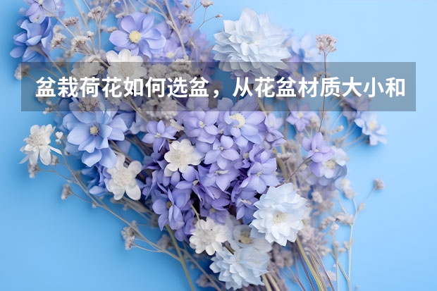 盆栽荷花如何选盆，从花盆材质/大小和花色方面挑选