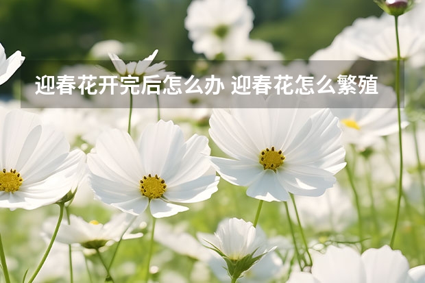 迎春花开完后怎么办 迎春花怎么繁殖