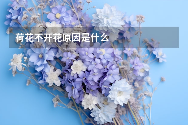 荷花不开花原因是什么