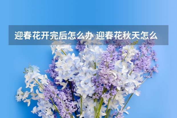 迎春花开完后怎么办 迎春花秋天怎么养