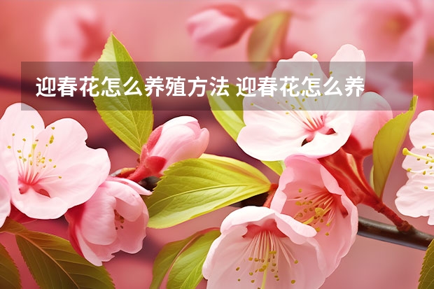 迎春花怎么养殖方法 迎春花怎么养