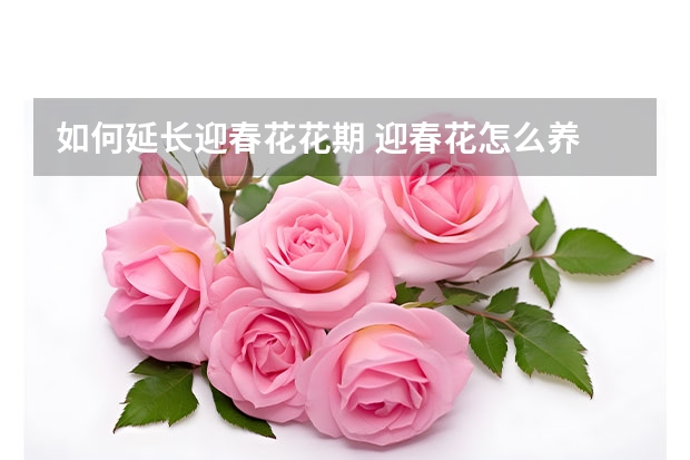 如何延长迎春花花期 迎春花怎么养