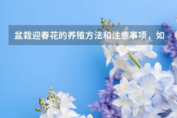 盆栽迎春花的养殖方法和注意事项，如何繁殖 迎春花用什么土好