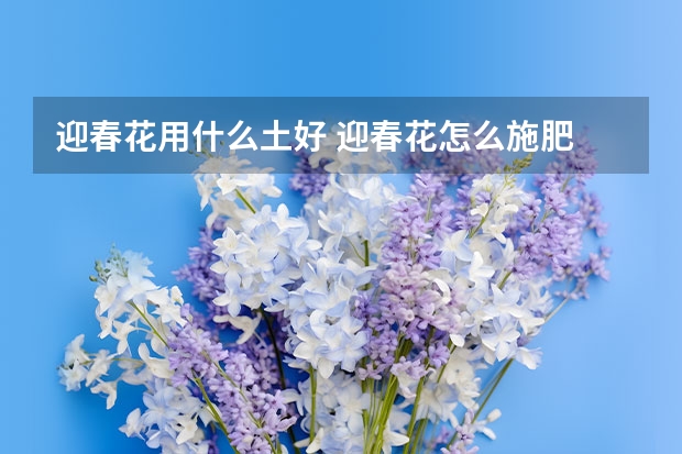 迎春花用什么土好 迎春花怎么施肥