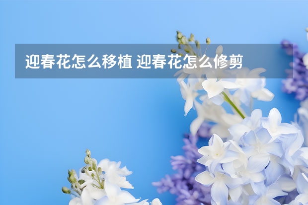 迎春花怎么移植 迎春花怎么修剪