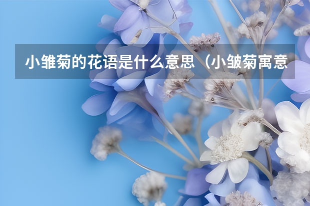 小雏菊的花语是什么意思（小皱菊寓意和象征）