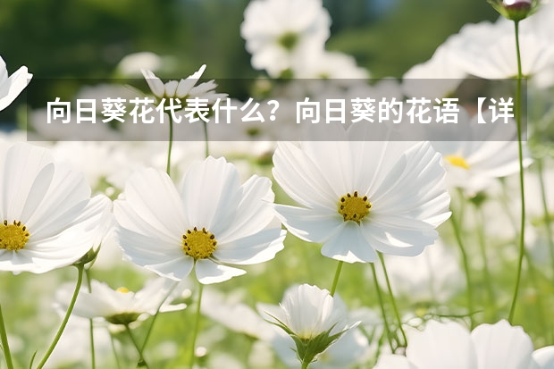 向日葵花代表什么？向日葵的花语【详细解读】