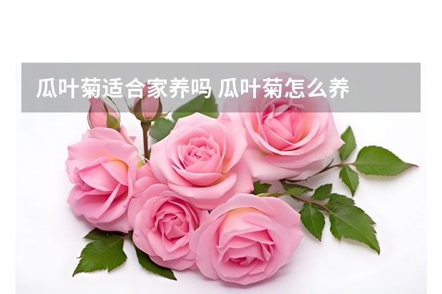 瓜叶菊适合家养吗 瓜叶菊怎么养