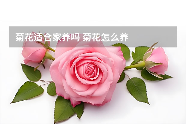 菊花适合家养吗 菊花怎么养