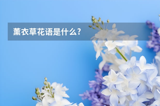 薰衣草花语是什么?